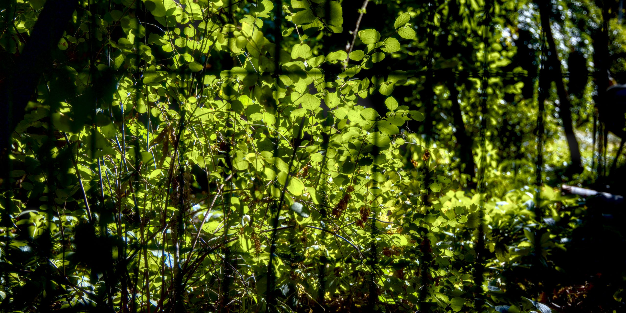 _6054744(c)Luc Marie MARTIN, diagonalhorizon