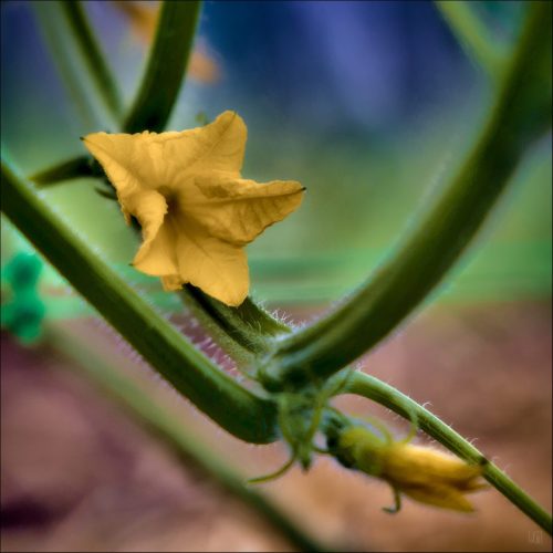 25030910_(c) Luc Marie MARTIN, diagonalhorizon.fr