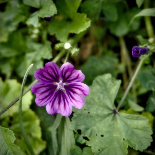 25030917_(c) Luc Marie MARTIN, diagonalhorizon.fr