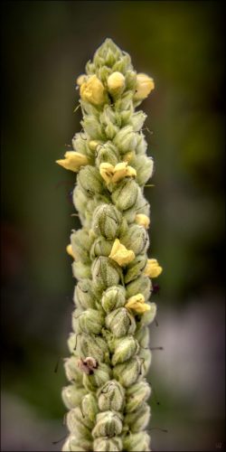 25030922_(c) Luc Marie MARTIN, diagonalhorizon.fr