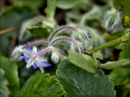 25030924_(c) Luc Marie MARTIN, diagonalhorizon.fr