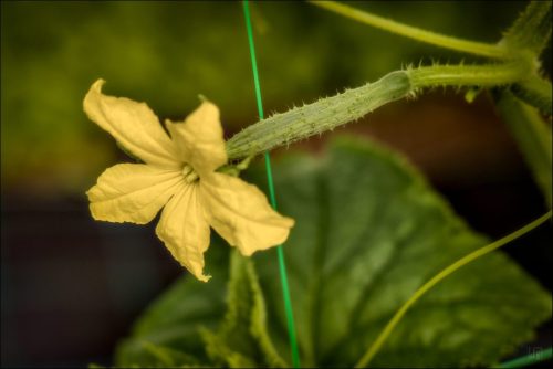 25031197_(c) Luc Marie MARTIN, diagonalhorizon.fr