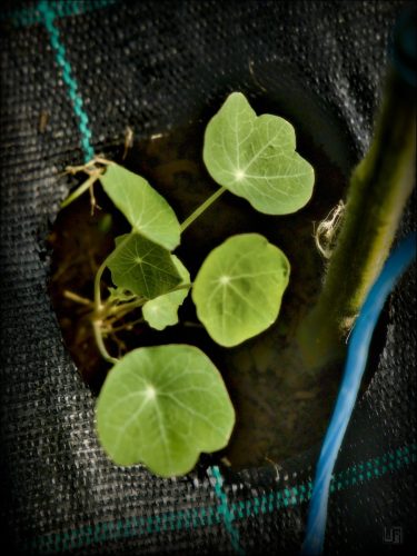 25031201_(c) Luc Marie MARTIN, diagonalhorizon.fr