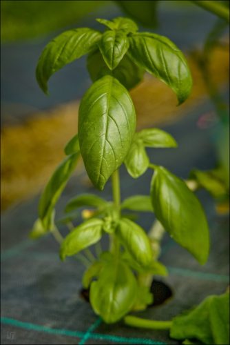 25031208_(c) Luc Marie MARTIN, diagonalhorizon.fr