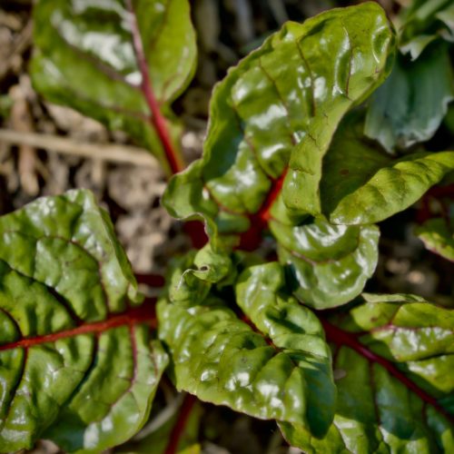 25097599(c)Luc Marie MARTIN, diagonalhorizon.fr