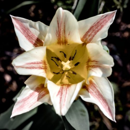 25097604(c)Luc Marie MARTIN, diagonalhorizon.fr