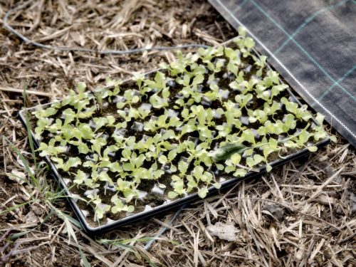 25097750(c)Luc Marie MARTIN, diagonalhorizon.fr