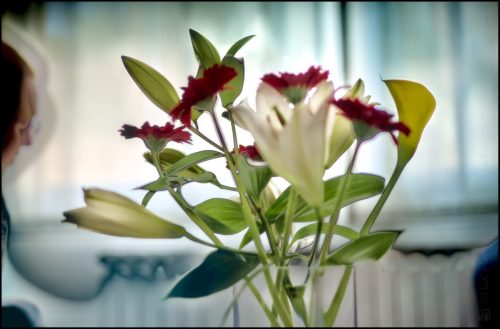 _5035261_(c) Luc Marie MARTIN, diagonalhorizon.fr