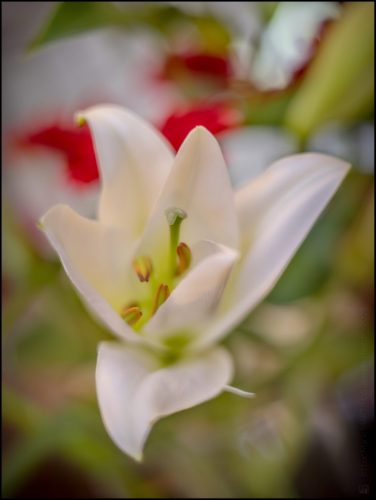 _5035268_(c) Luc Marie MARTIN, diagonalhorizon.fr