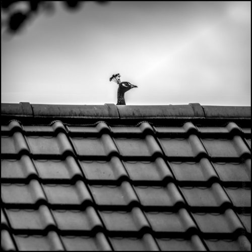 _6II2007_01