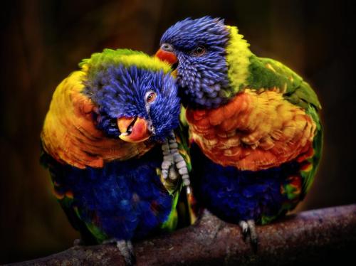 _DSF4683-RAF-20240330-DxO_DeepPRIMEXD2 copie ret colorimétrie profil ICC adobe RGB (1998)