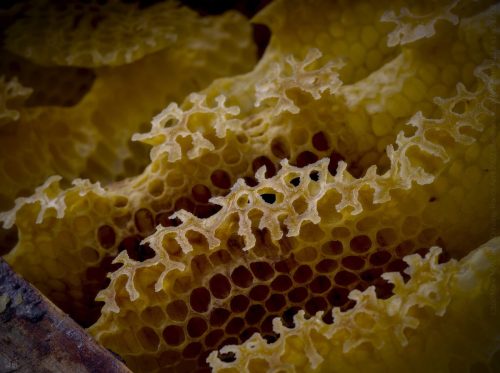 c1-01 alvéoles miel macro P5080218_02