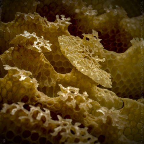 c1-02-alvéoles miel macro rondeur P5080225 ok