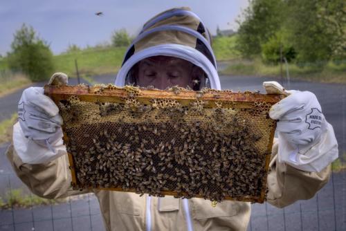 c1-12-le livre des abeilles_DSF3222